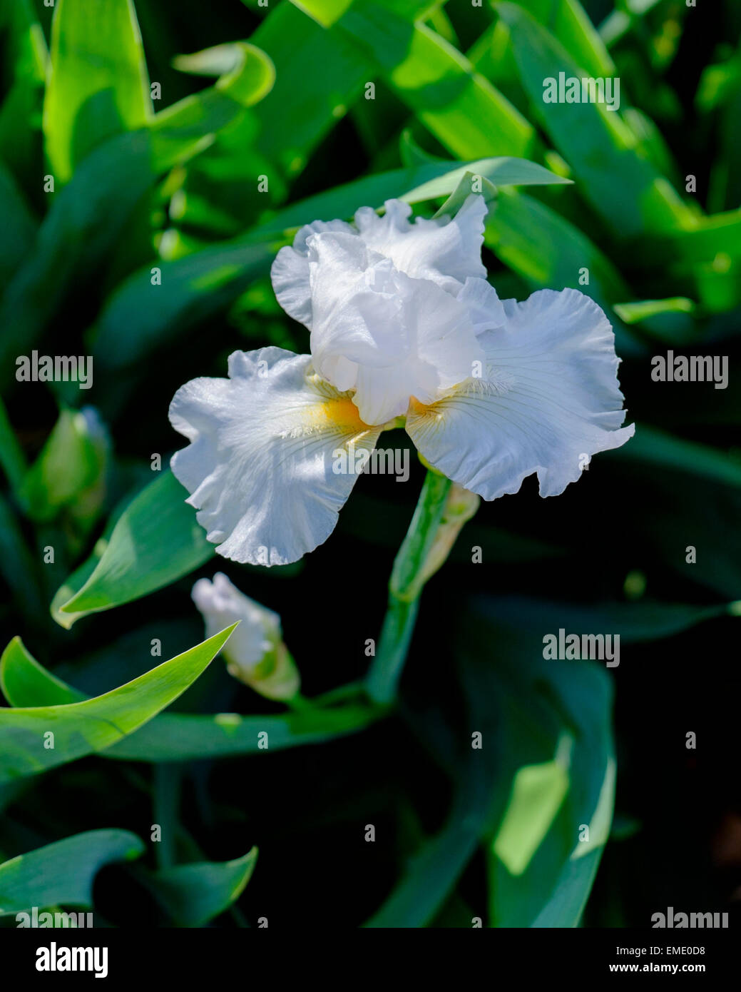 Eine weiße Bartiris oder Flagge. Closeup. Stockfoto