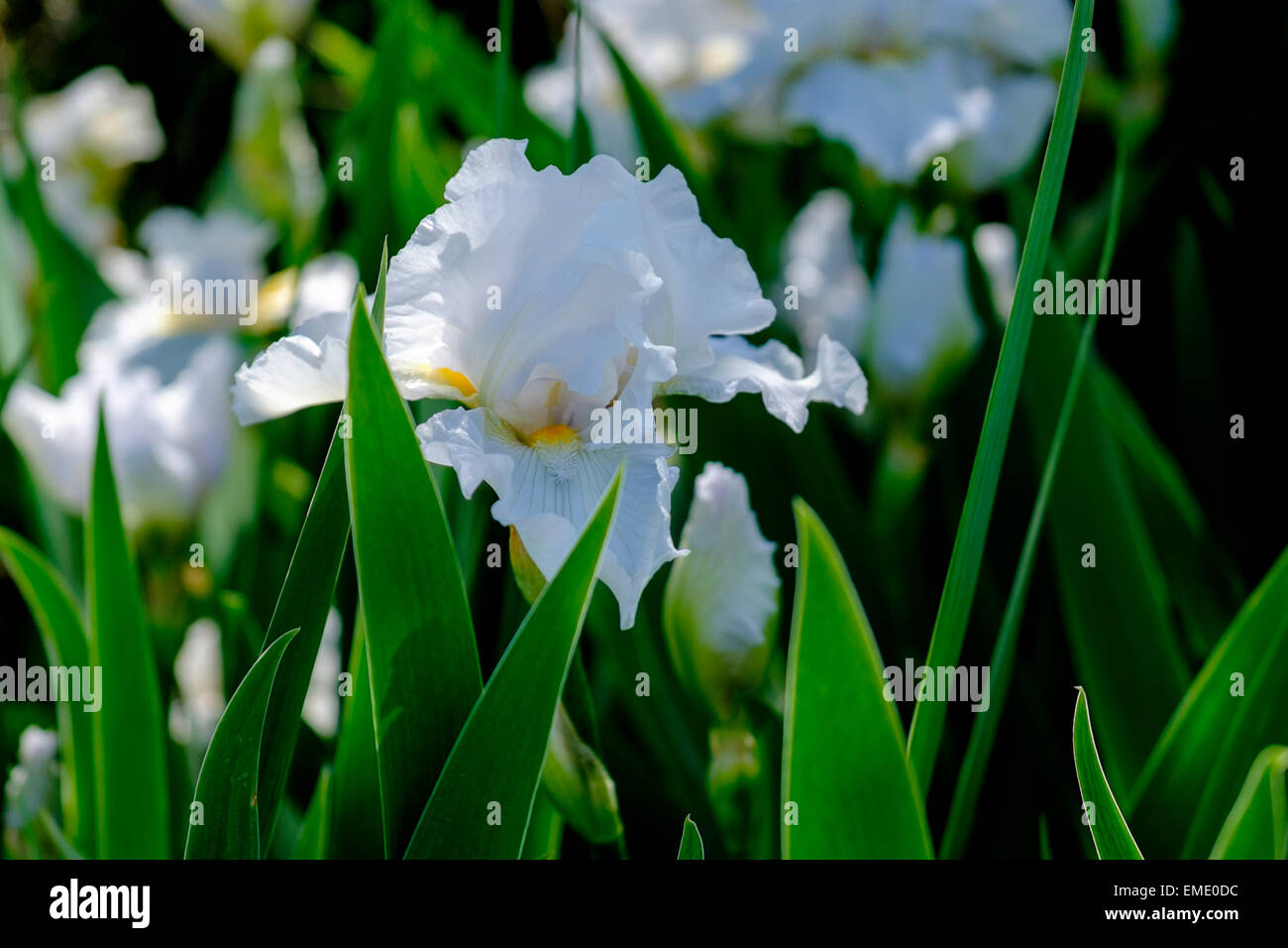 Weißen bärtigen Iris oder Fahnen. Closeup. Stockfoto