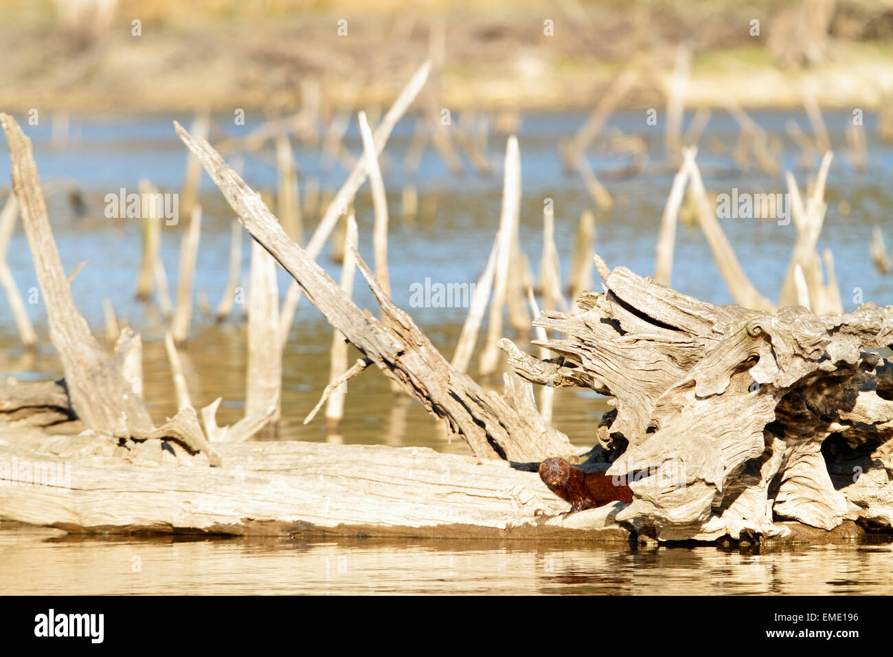 Vison Stockfoto