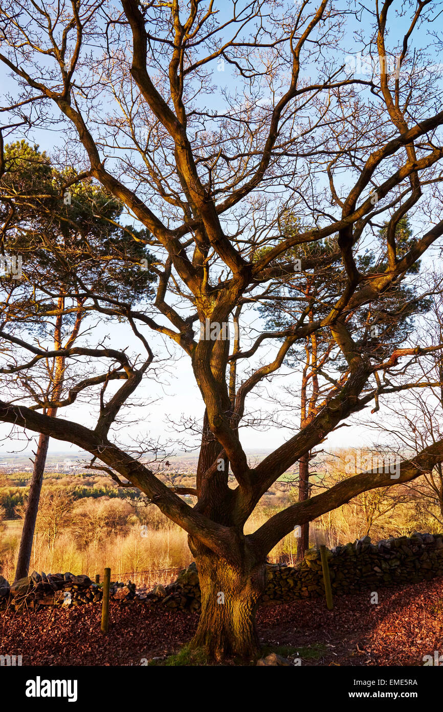 Blick auf einem Baum am Beacon Hill Country Park, Leicestershire. Stockfoto