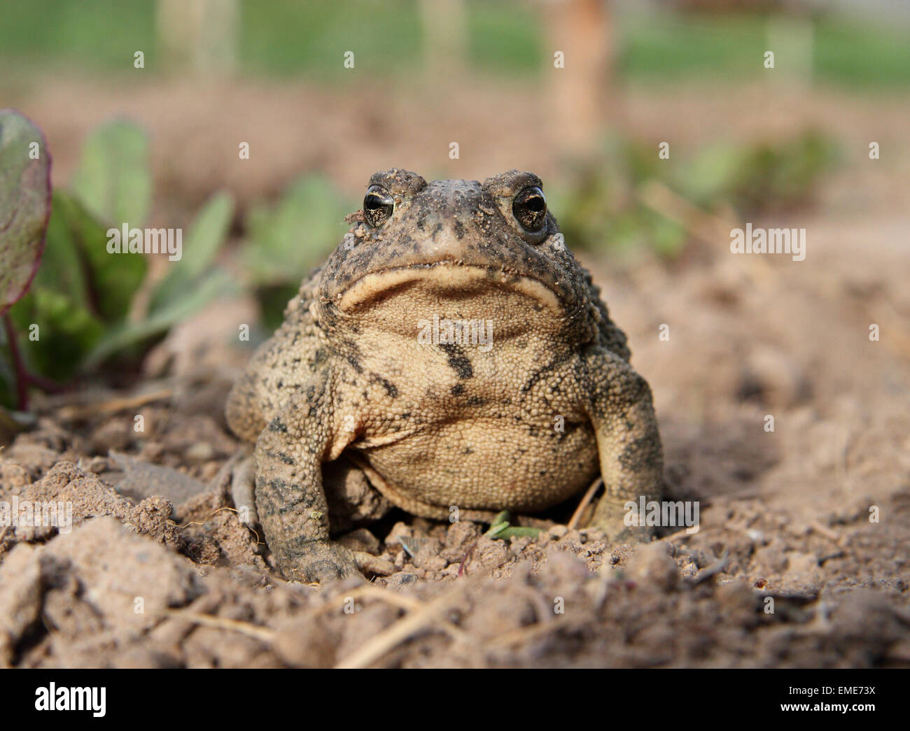 gemeinsamen Kröte sitzen im Garten Stockfotografie Alamy