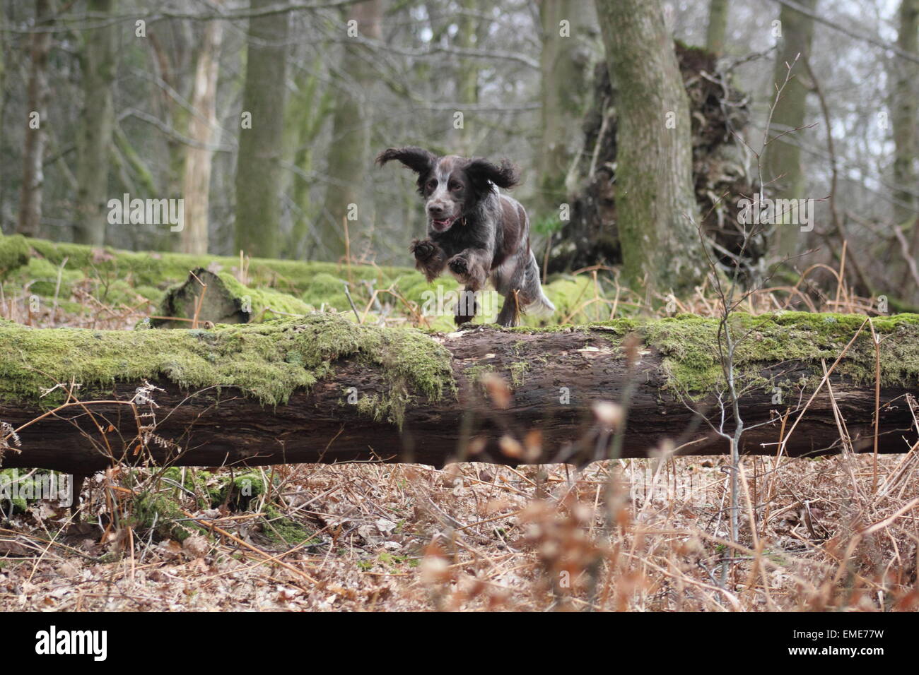 Cocker Spaniel springen über einen umgestürzten Baum Stockfoto