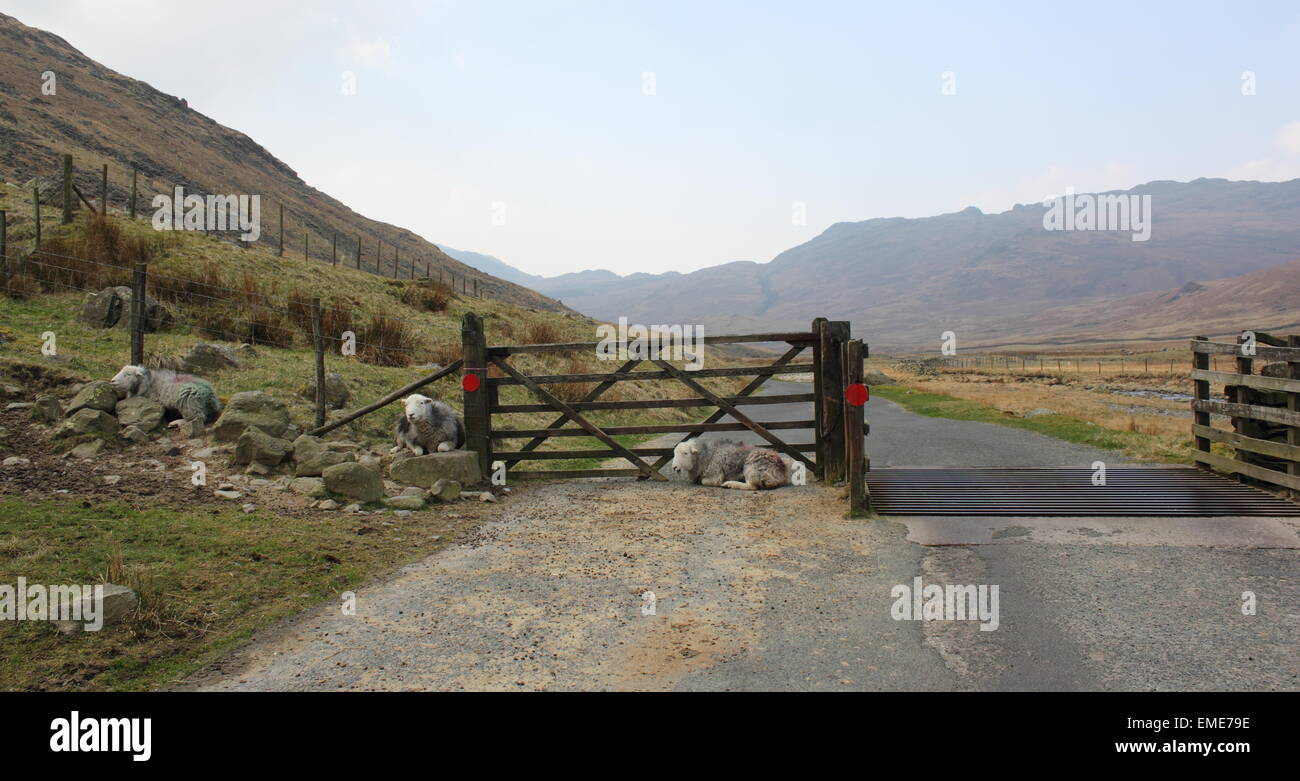 Schafe, die Verlegung durch einen Zaun im Lake District Stockfoto