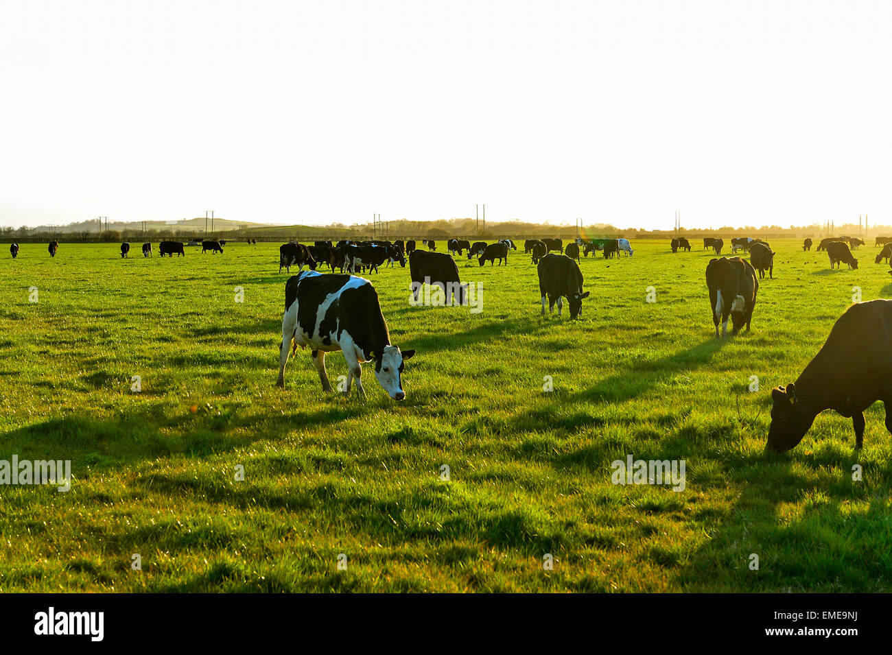 Herde von Vieh in einem Feld bei Burt, County Donegal, Irland. Stockfoto