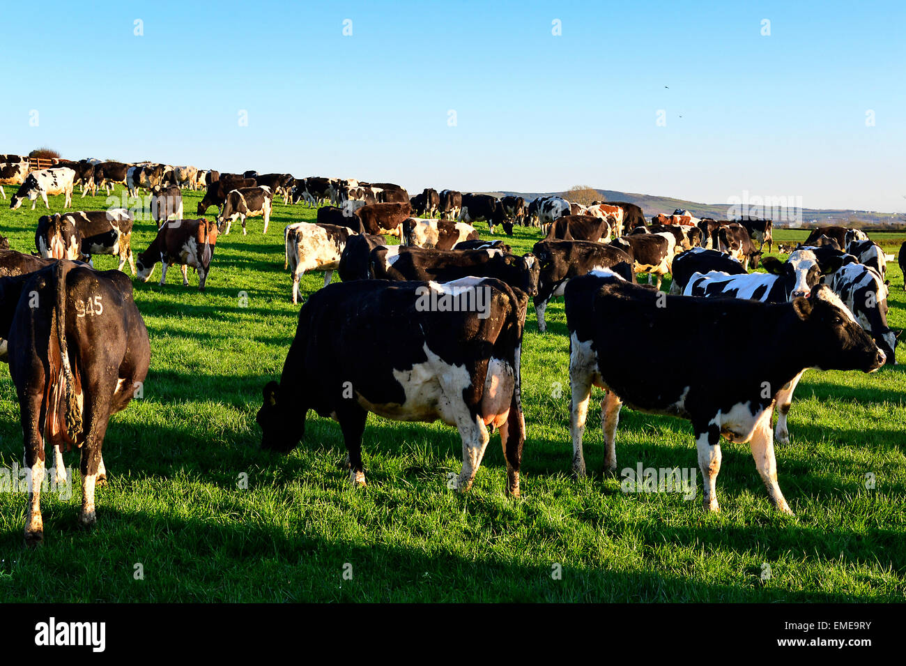 Herde von Vieh in einem Feld bei Burt, County Donegal, Irland. Stockfoto