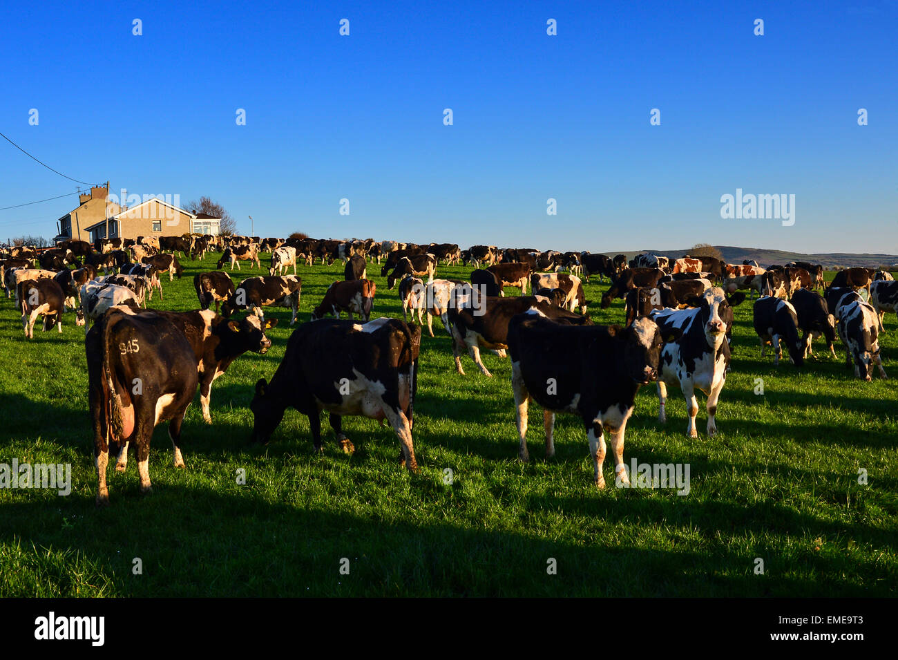 Herde von Vieh in einem Feld bei Burt, County Donegal, Irland. Stockfoto