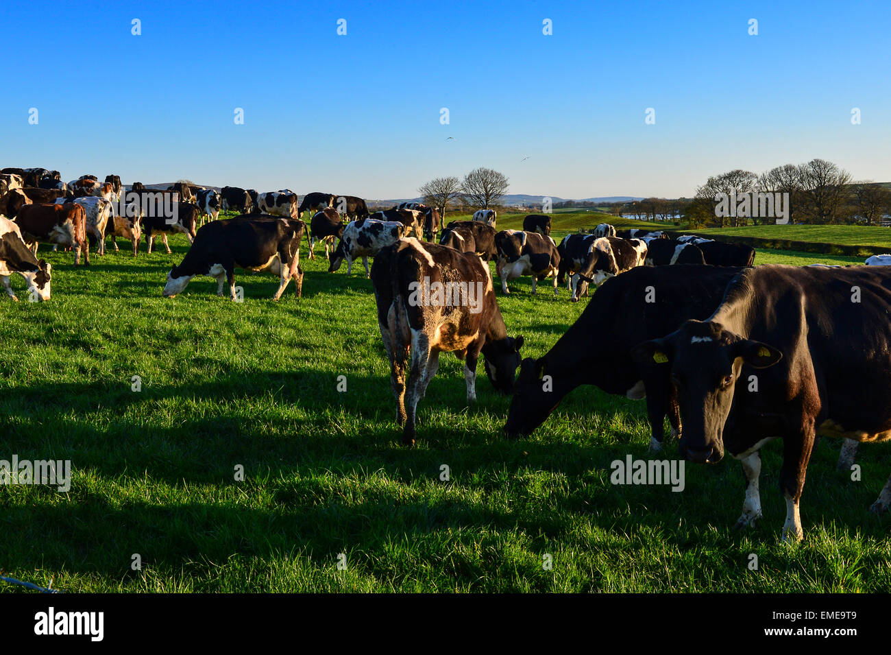 Herde von Vieh in einem Feld bei Burt, County Donegal, Irland. Stockfoto