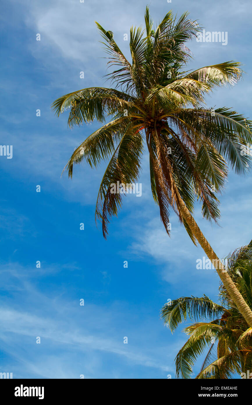 Schöne tropische Palmen am tiefblauen Himmel mit weißen Wolken auf Philippinen Boracay island Stockfoto