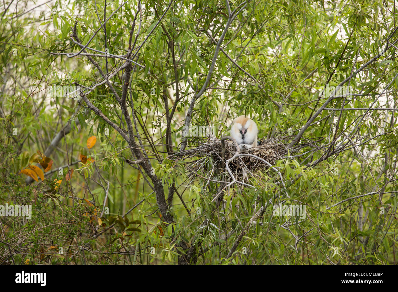 Anhinga oder amerikanische Darter (Anhinga Anhinga) Nestlinge in den Florida Everglades National Park, USA. Stockfoto