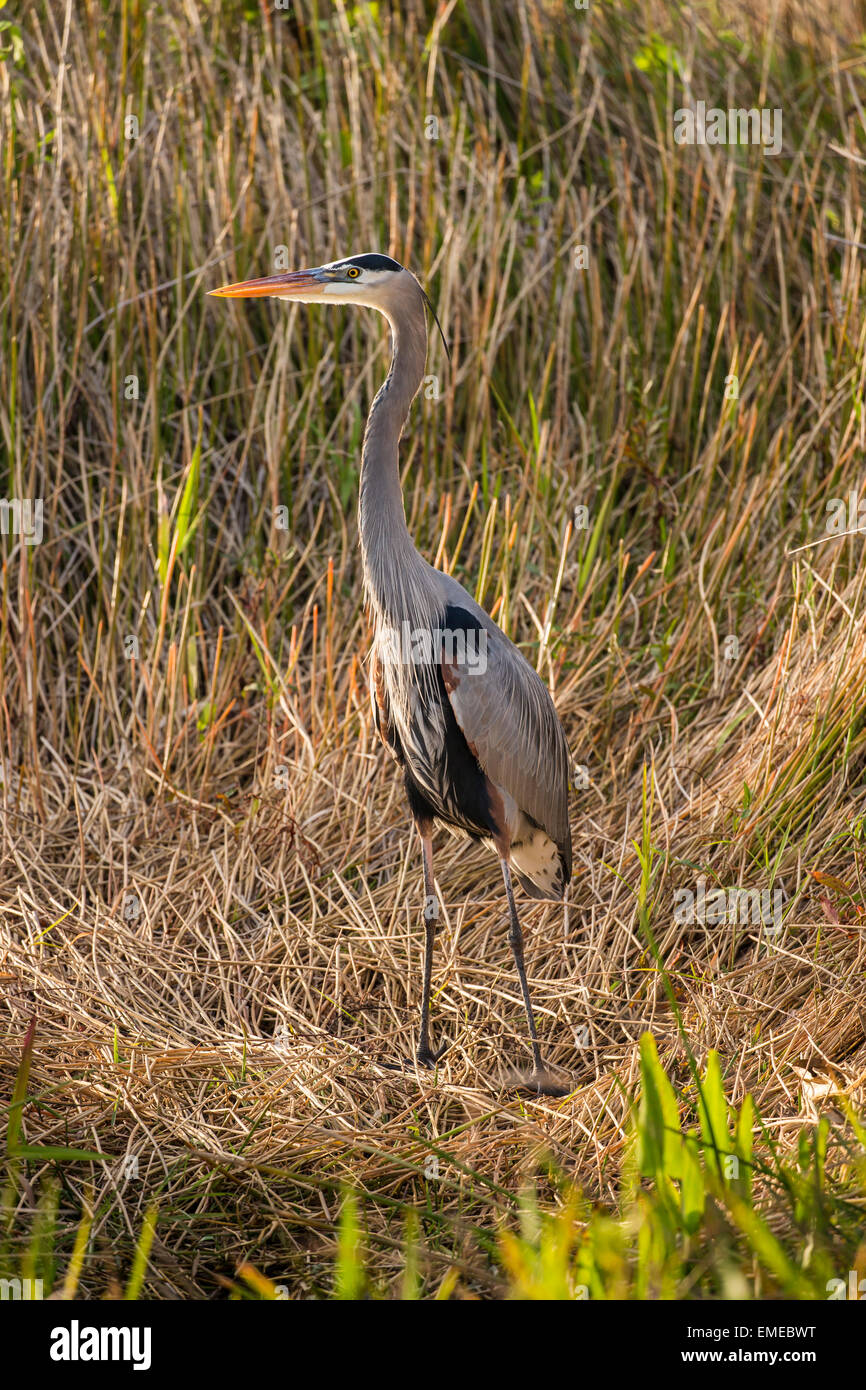Great Blue Heron (Ardea Herodias), Florida Everglades National Park, USA. Stockfoto