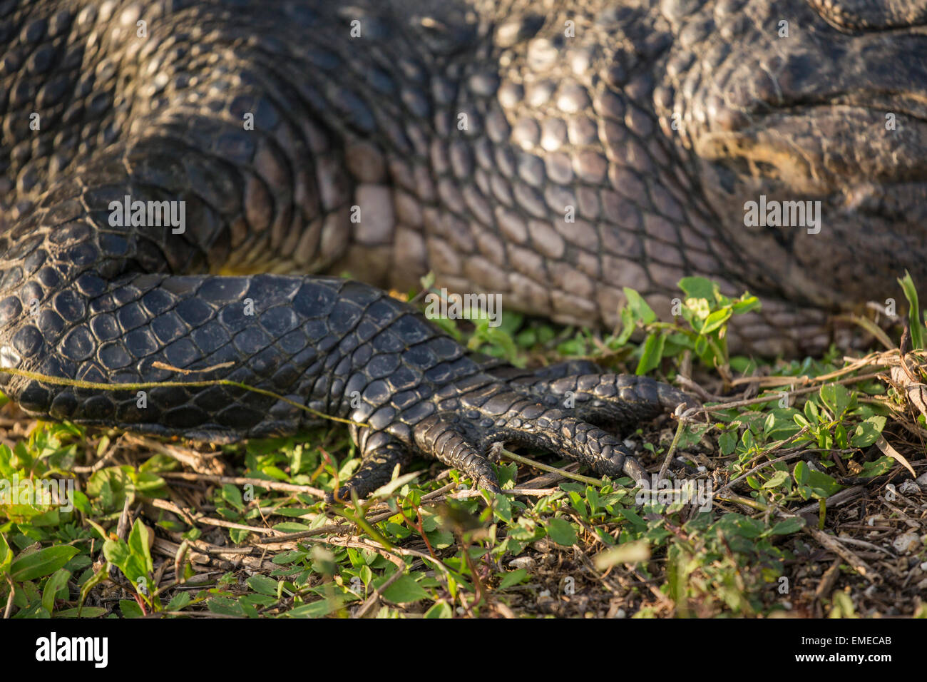 Fuß-Detail von einem amerikanischen Alligator (Alligator Mississippiensis) in den Everglades National Park, Florida, USA. Stockfoto