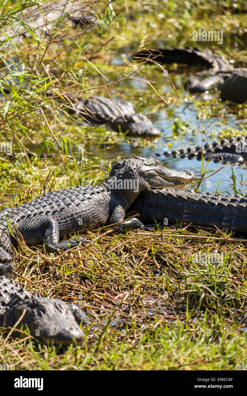 Amerikanischen Alligatoren (Alligator Mississippiensis) ruht auf dem Anahinga Trail im Everglades National Park, Florida, USA. Stockfoto