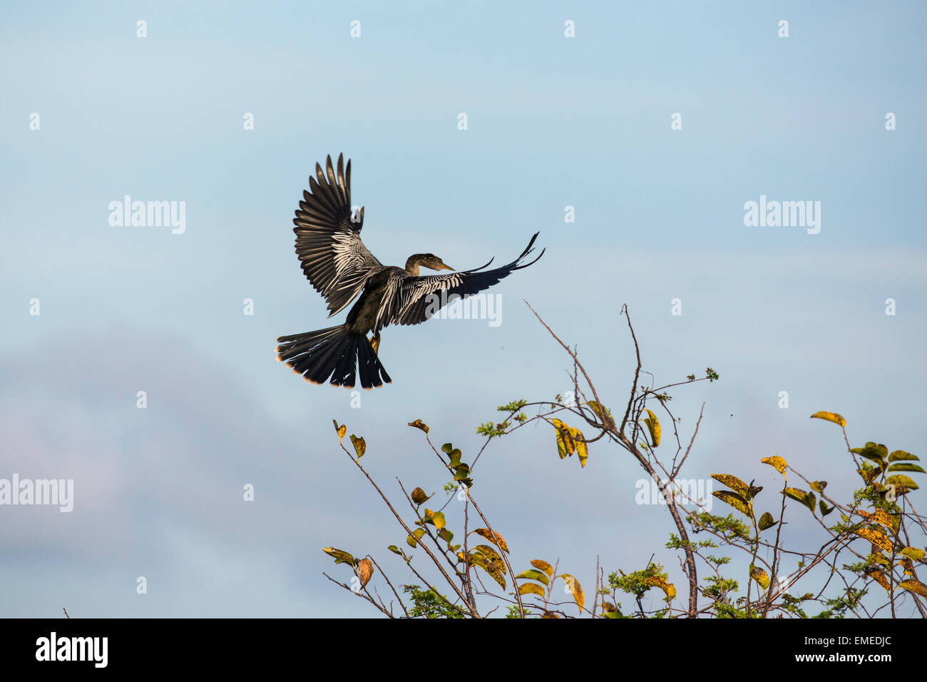 Fliegen Anhinga oder amerikanische Darter (Anhinga Anhinga) in den Florida Everglades National Park, USA. Stockfoto