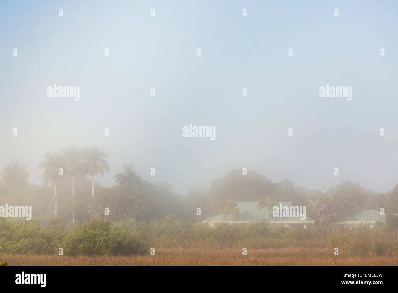 Nebliger Morgen Blick auf das Royal Palm Visitor Center in Florida Everglades National Park. Stockfoto