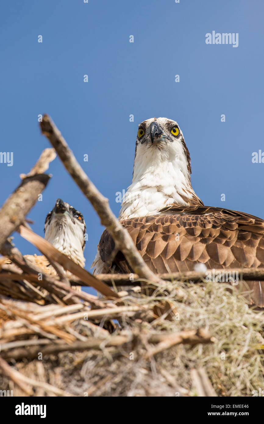 Fischadler (Pandion Haliaetus) nisten an der Flamingo Visitor Center in Florida Everglades National Park. Stockfoto