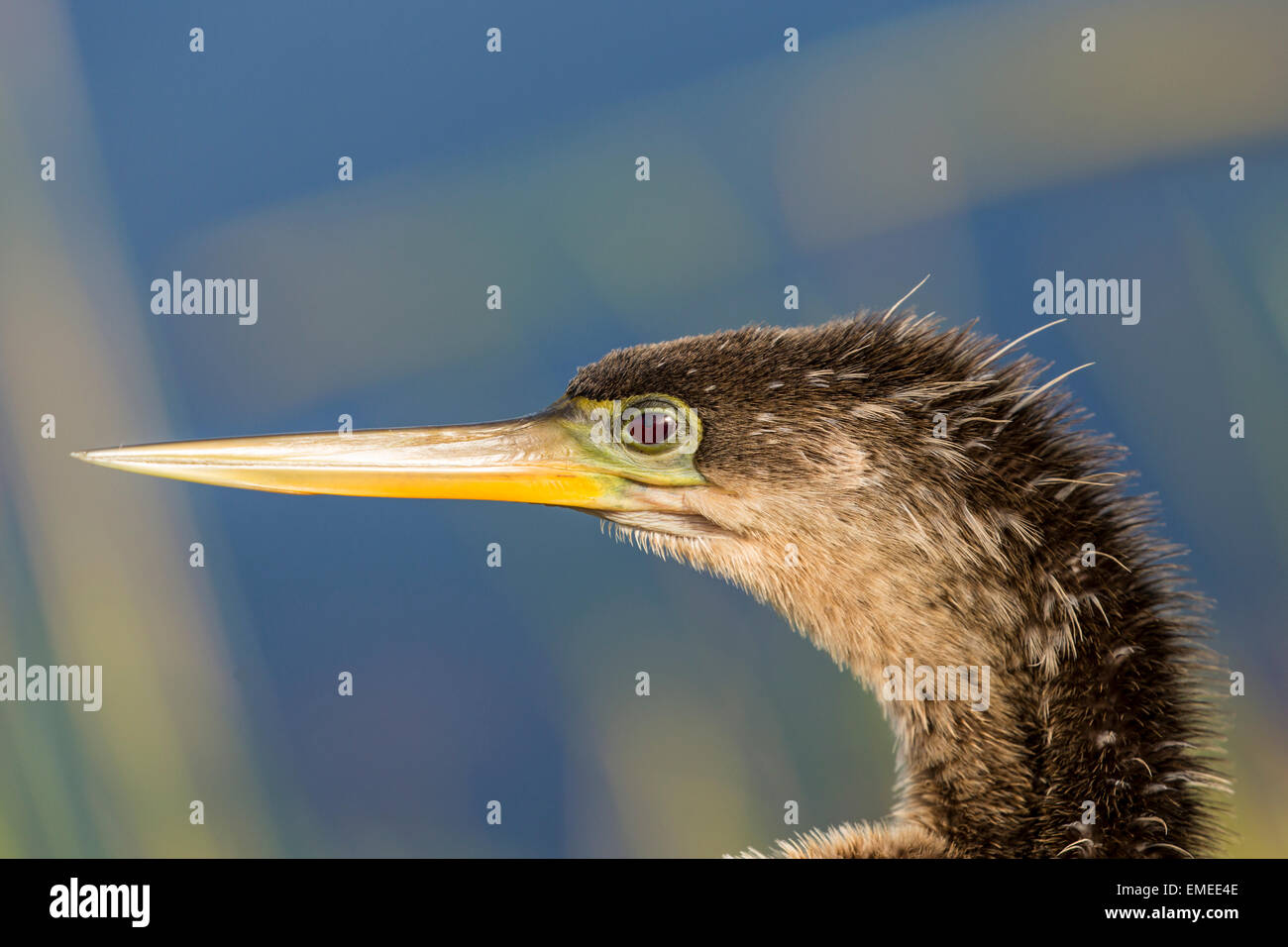 Anhinga oder amerikanischen Darter (Anhinga Anhinga), Florida Everglades National Park, USA. Stockfoto