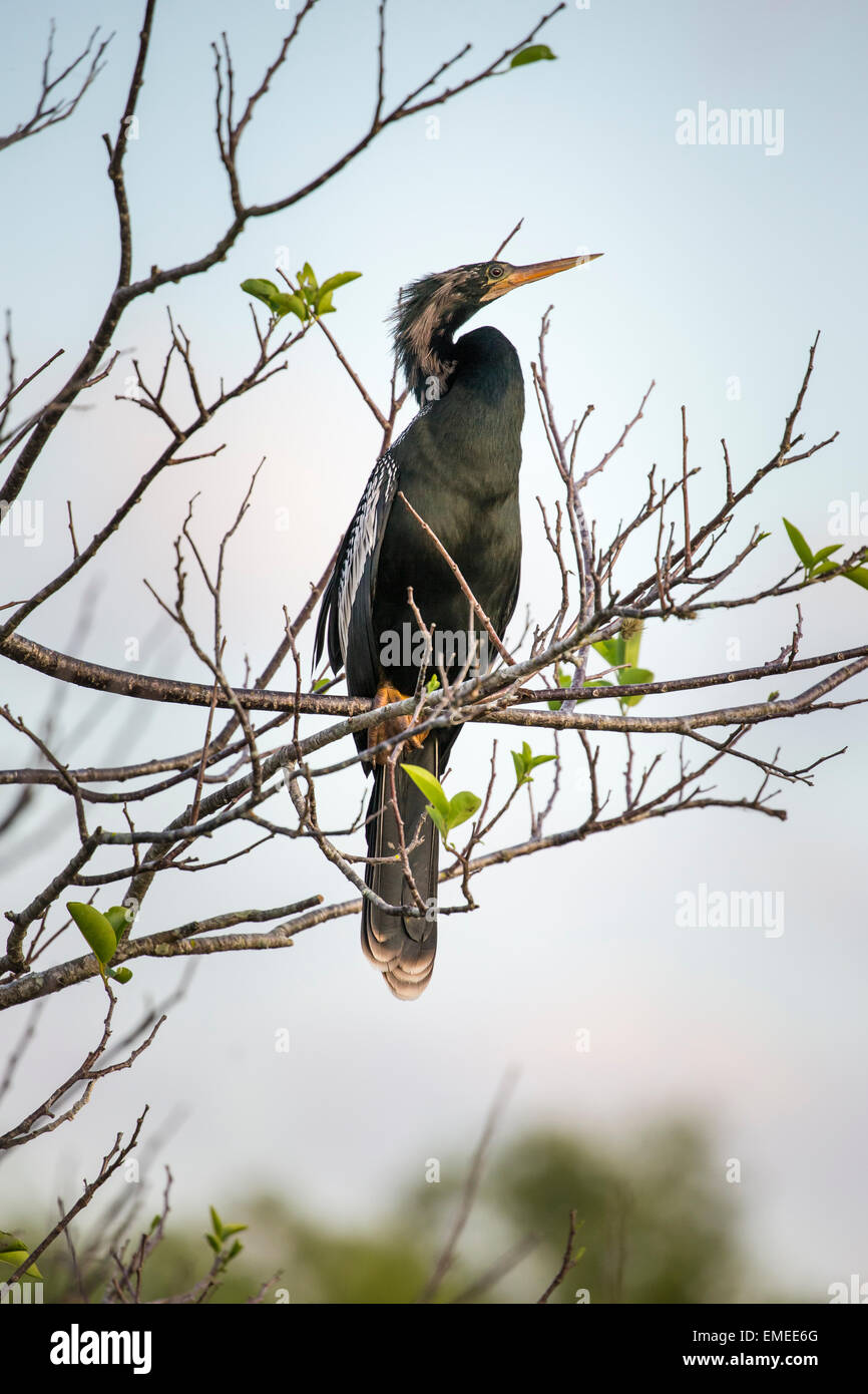 Anhinga oder amerikanischen Darter (Anhinga Anhinga), Florida Everglades National Park, USA. Stockfoto