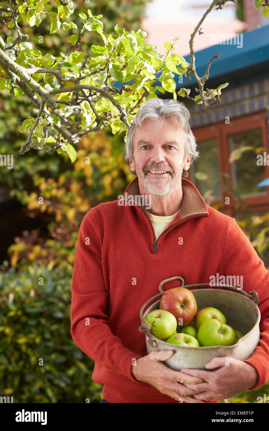 Reifen Sie Mann pflücken Äpfel vom Baum im Garten Stockfoto