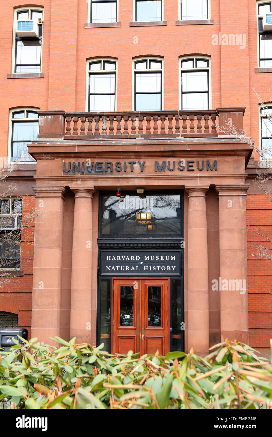 Harvard Museum of Natural History an der Harvard Universität in Cambridge, Massachusetts. Stockfoto