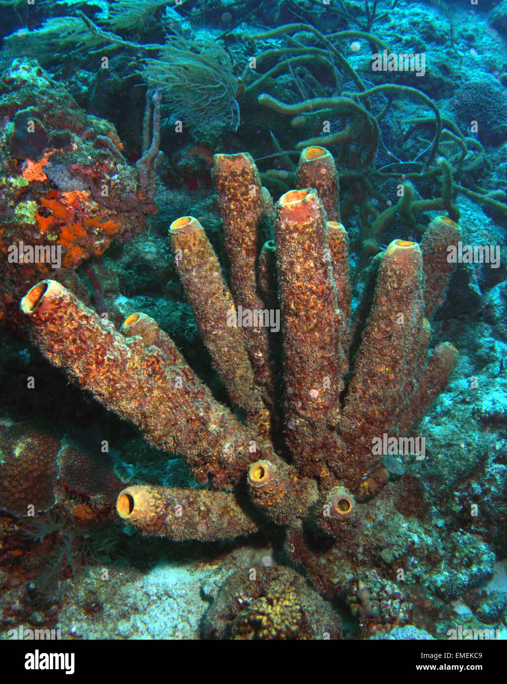 Ein Stand von großen Schwämme entlang einer schönen Korallenriff in Curacao, Caribbean. Stockfoto
