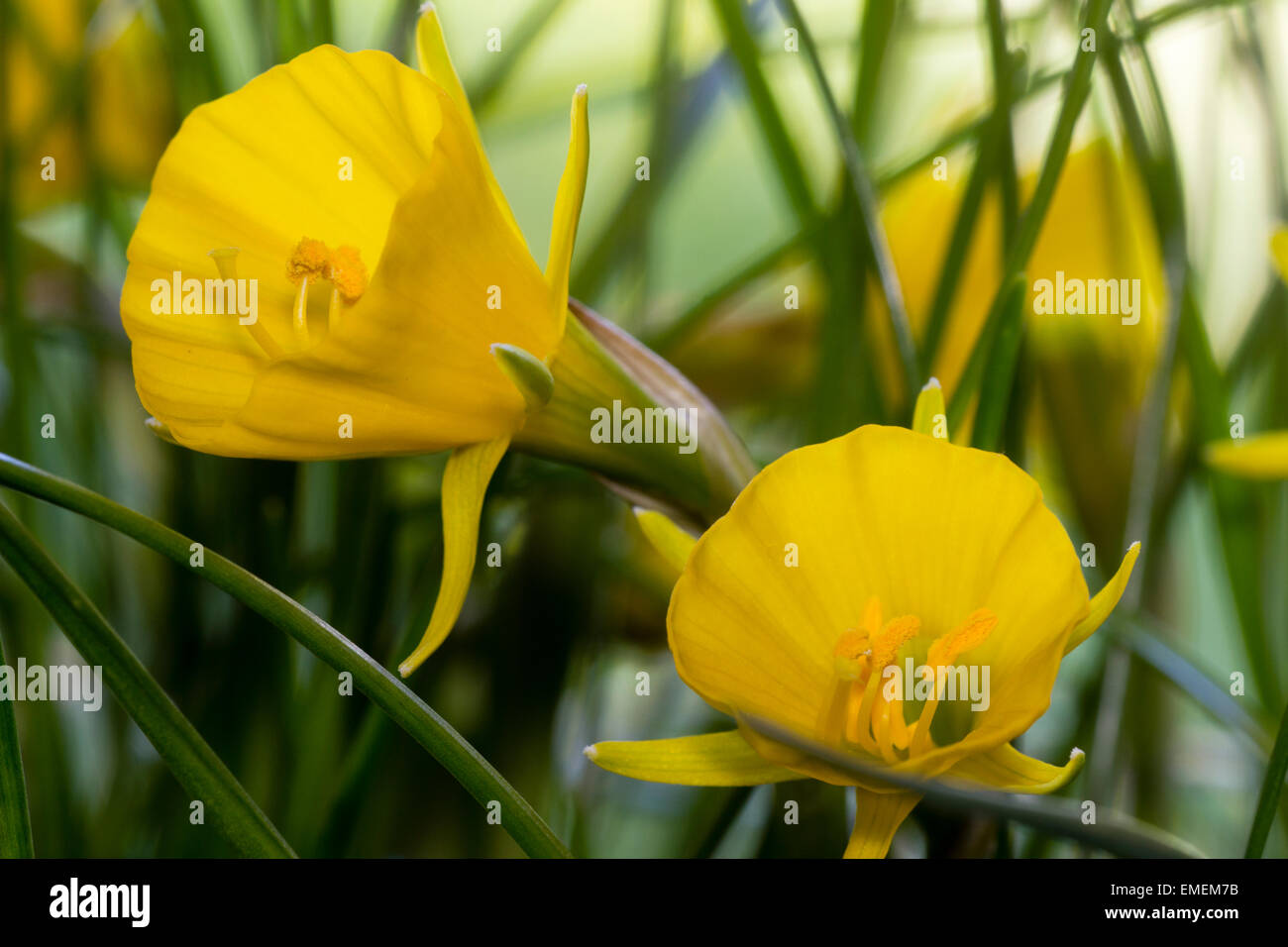Hoop Petticoat Blumen Frühling blühenden Arten Miniatur Narcissus Bulbocodium "Goldene Glocken" Stockfoto