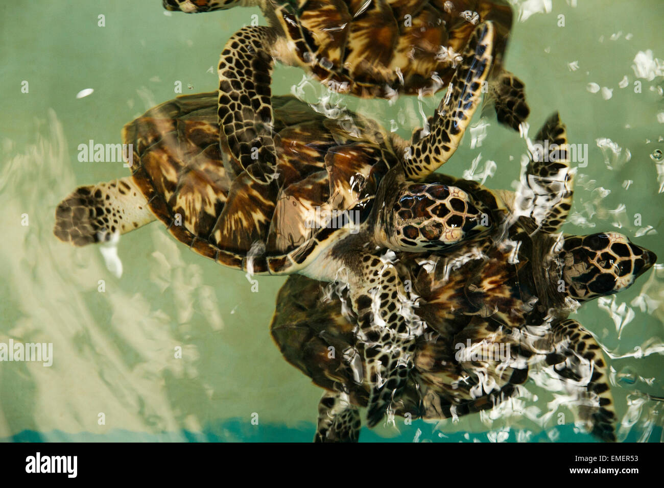 Gerettet Hawksbill Schildkröten an Rettung Standort auf Insel St. Vincent in der Karibik Stockfoto