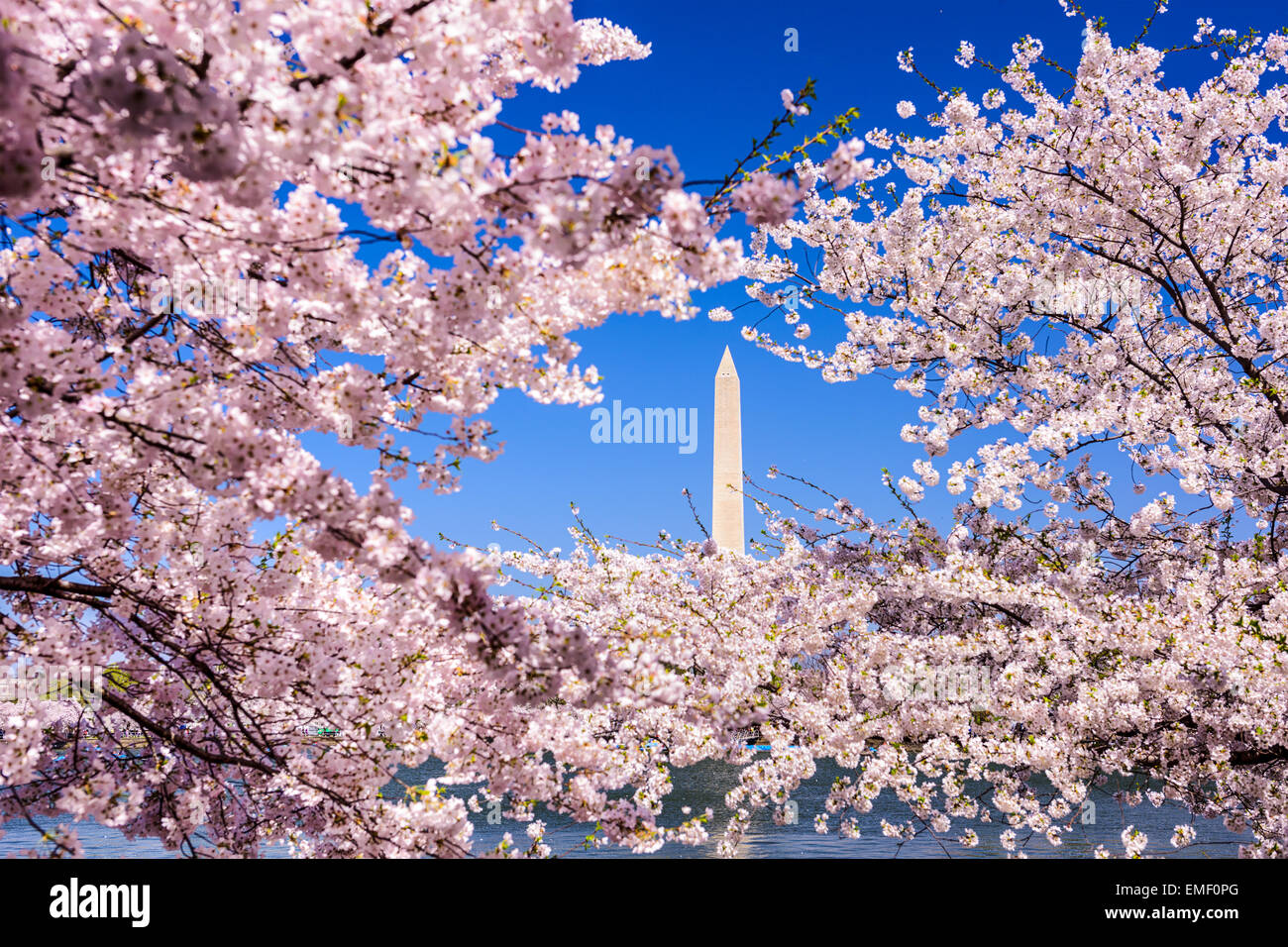 Washington, D.C. Blick auf Washington Monument von Tidal Basin im Frühjahr. Stockfoto