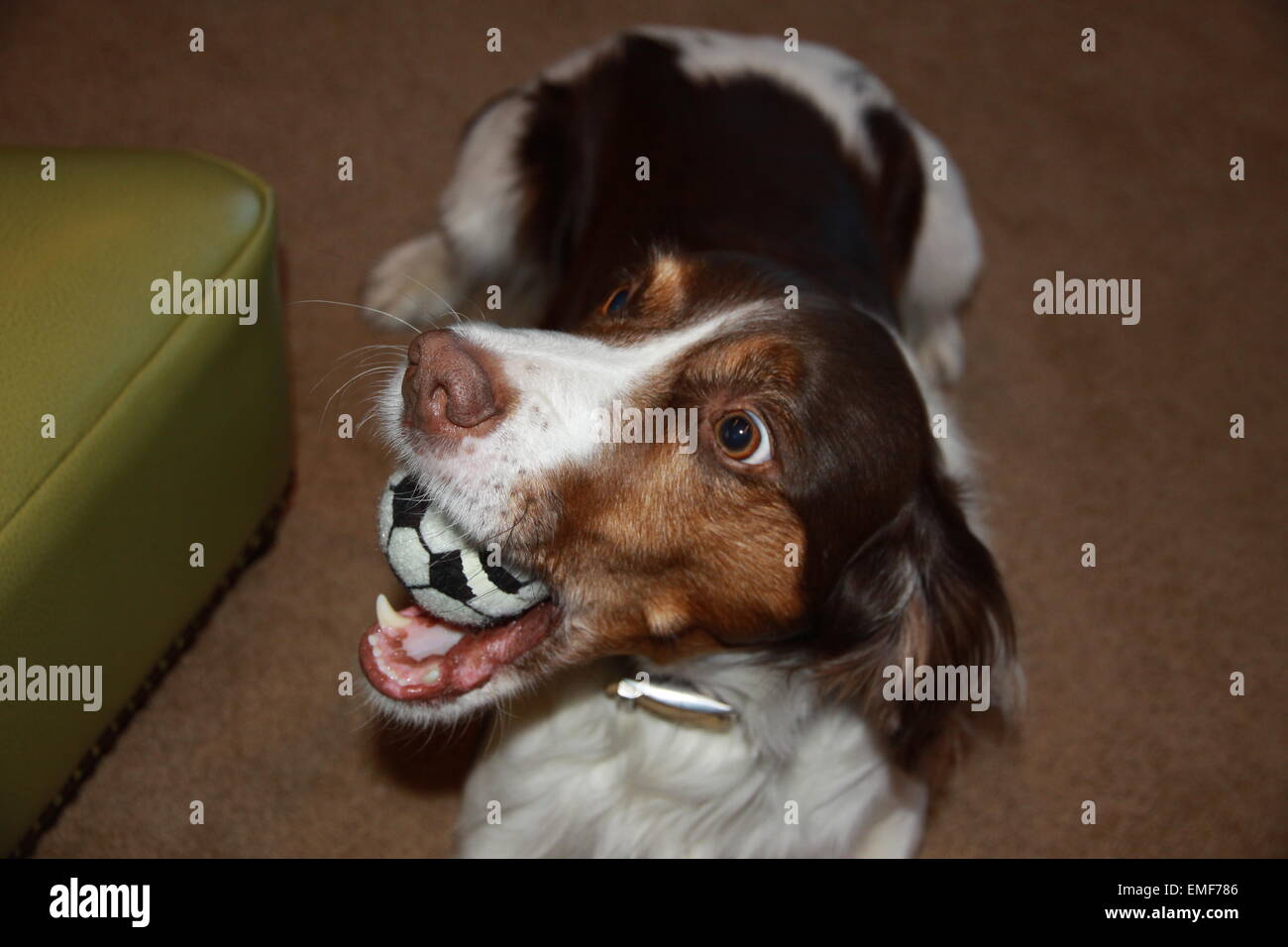 Französische Bretagne Stockfoto