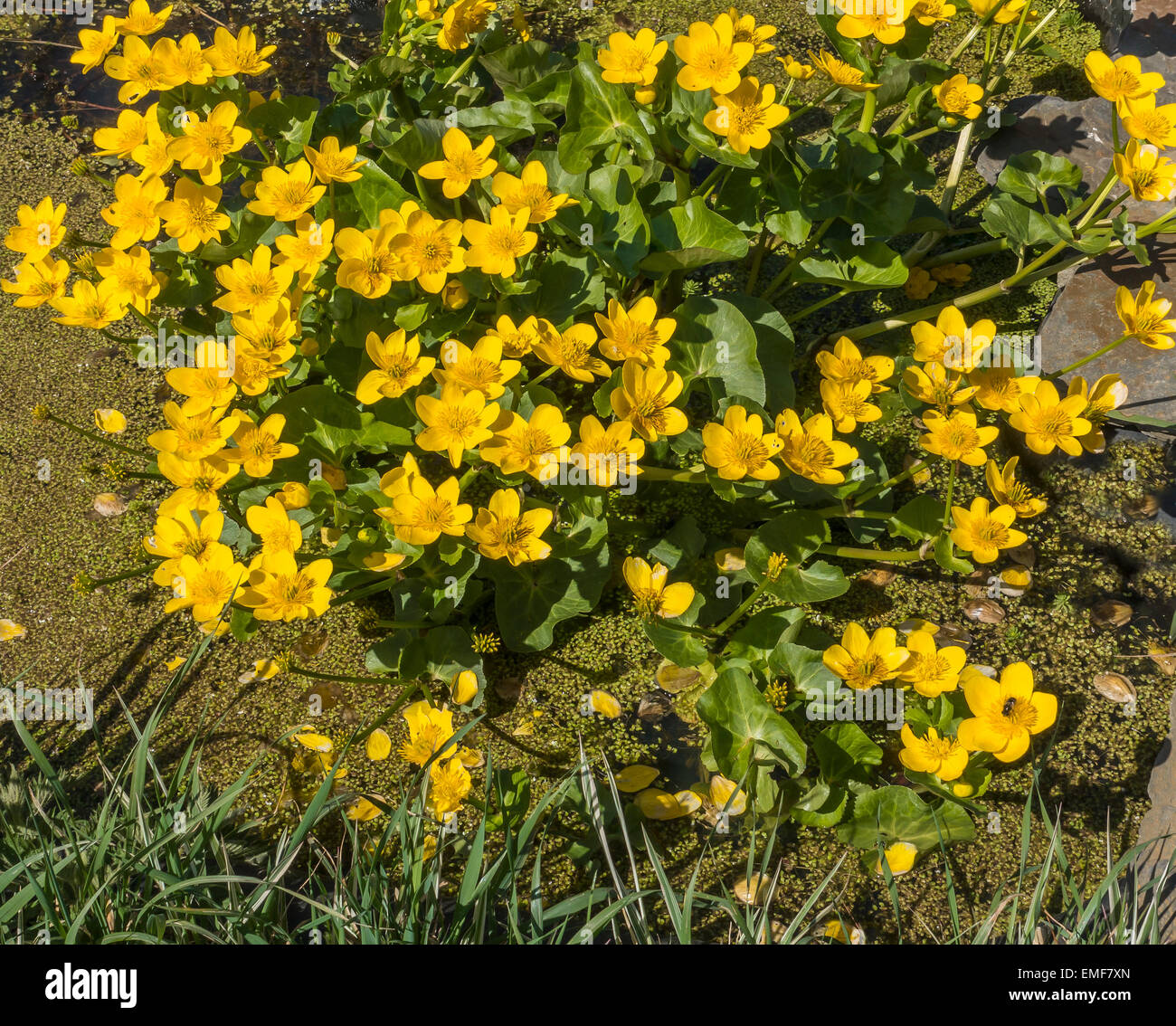 Caltha Palustris Wasser Hahnenfuß Blumen Stockfoto