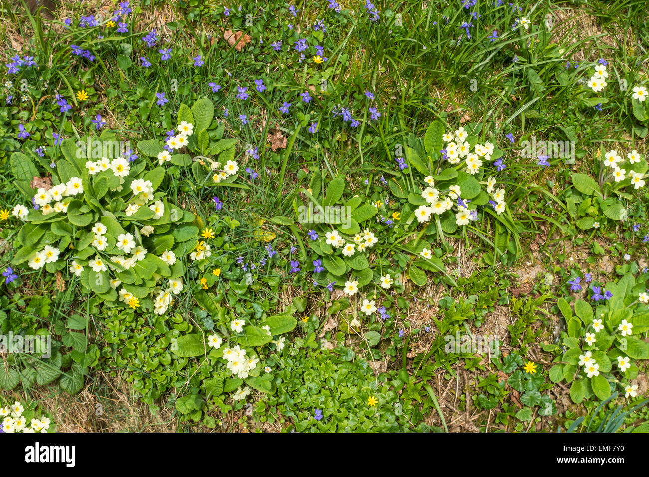 Wilde Wald Frühling Blumen Primrose violett Buttercup Schöllkraut Stockfoto