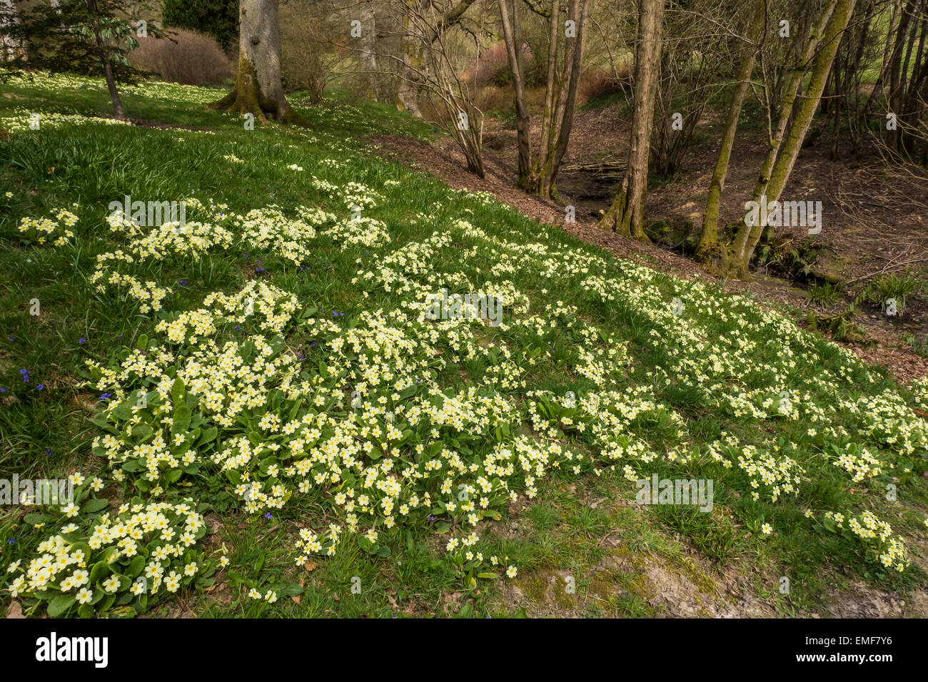 Primrose Drift der Primeln April. Wilde Blumen, High Beeches Garten Handcross Sussex Stockfoto