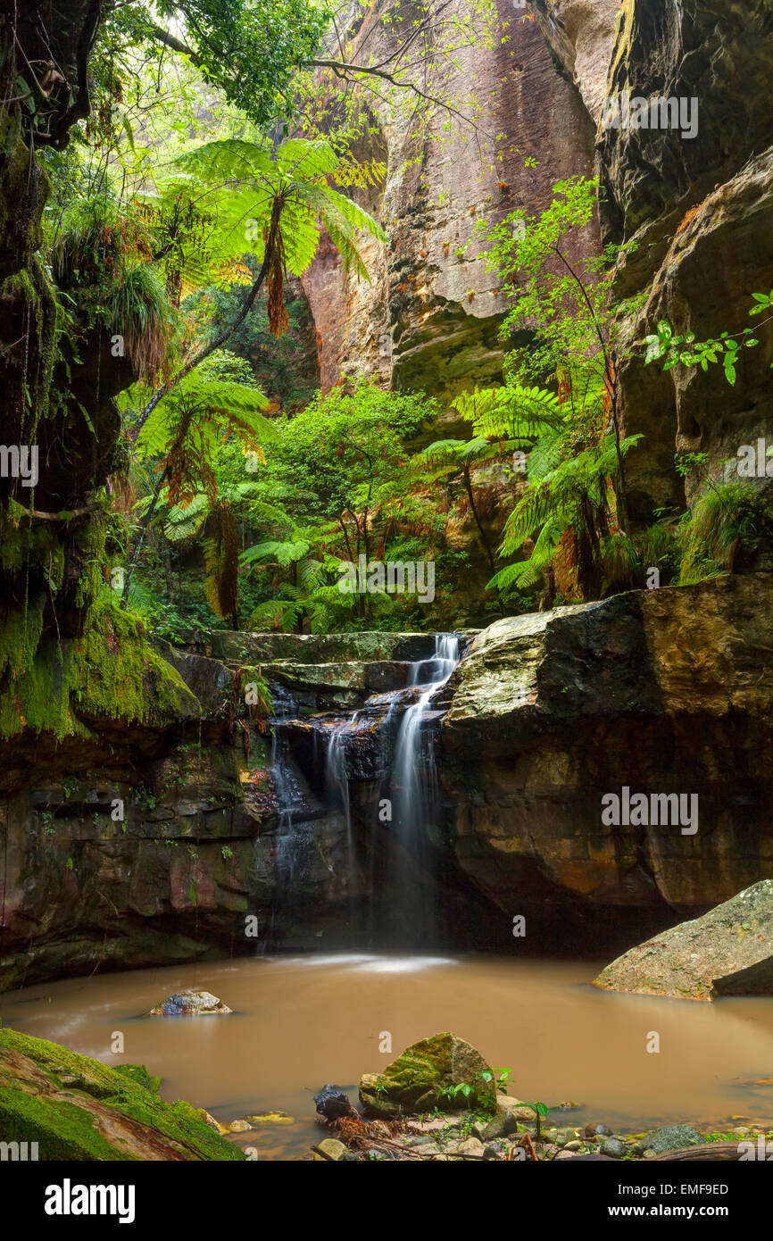 Moos Garten - Carnarvon Gorge - Queensland - Australien Stockfoto