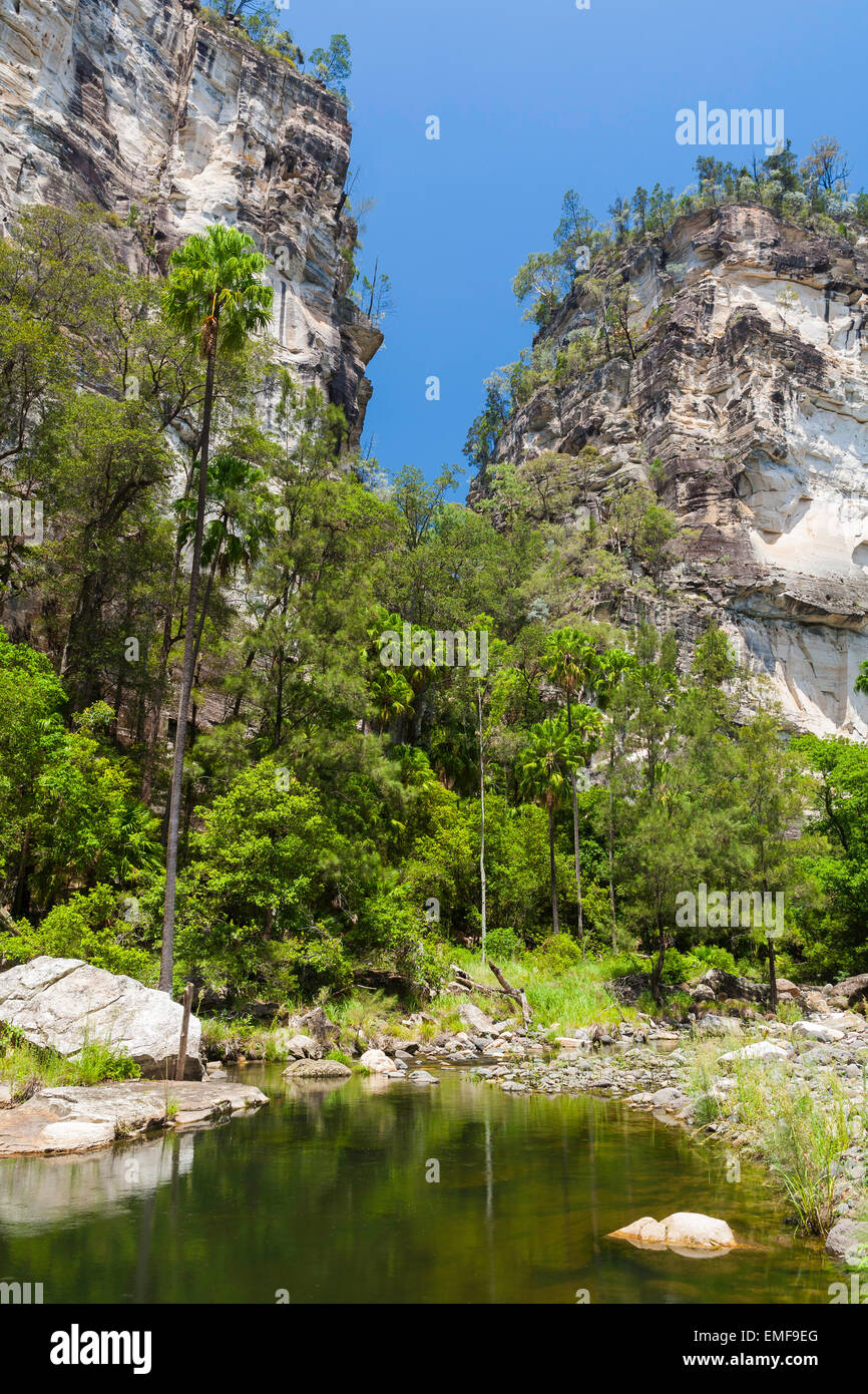 Kohl Baum Palmen und Sandsteinfelsen - Carnarvon Gorge - Queensland - Australien Stockfoto