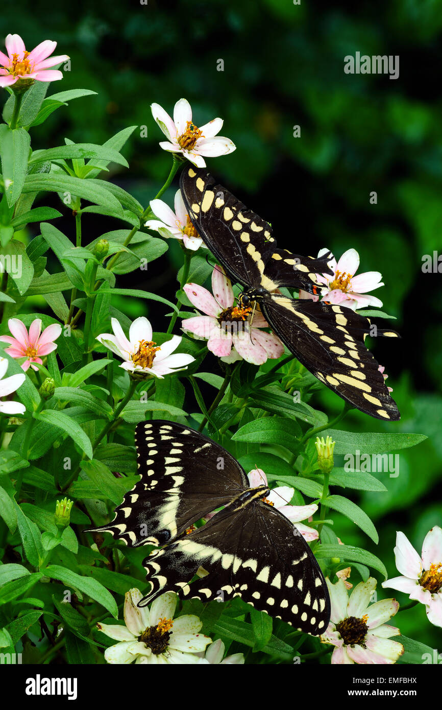 Schwalbenschwanz Schmetterlinge Stockfoto