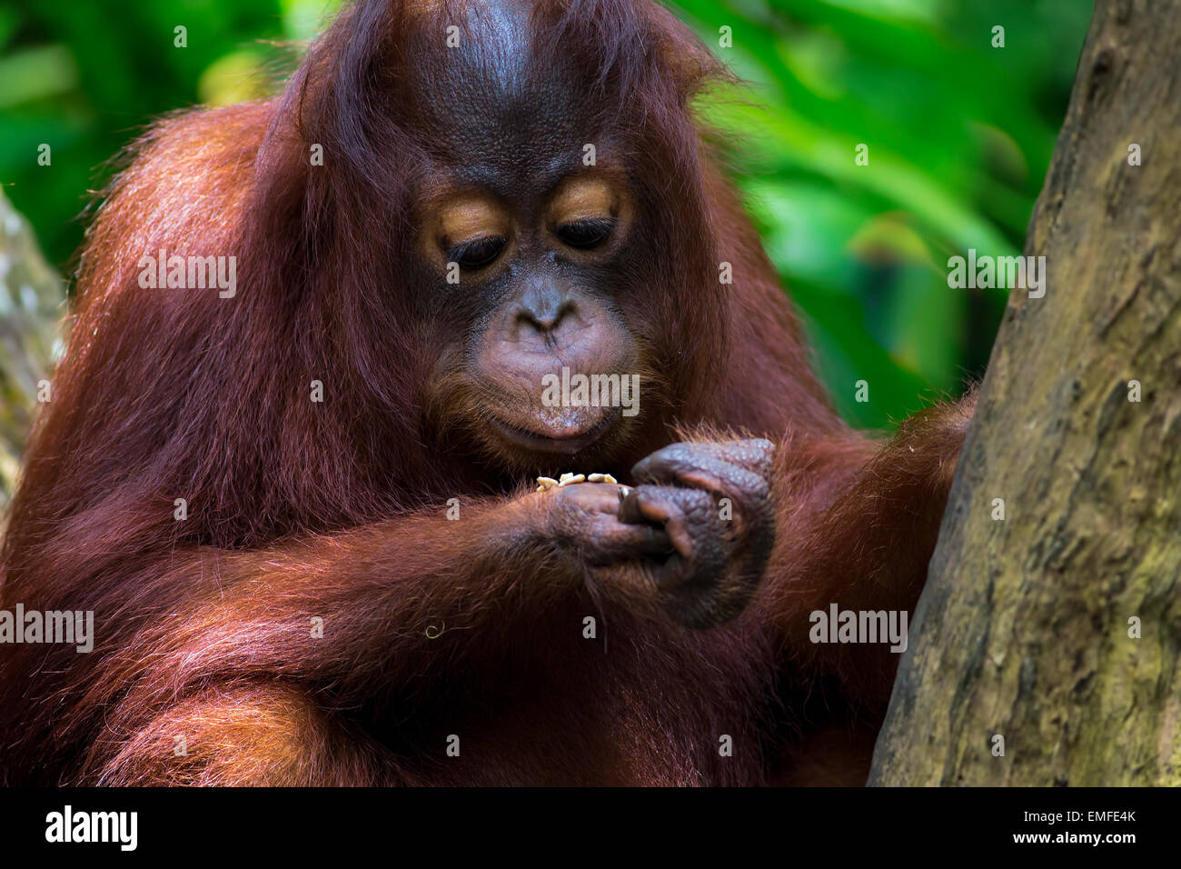 Borneo Orangutan Stockfoto