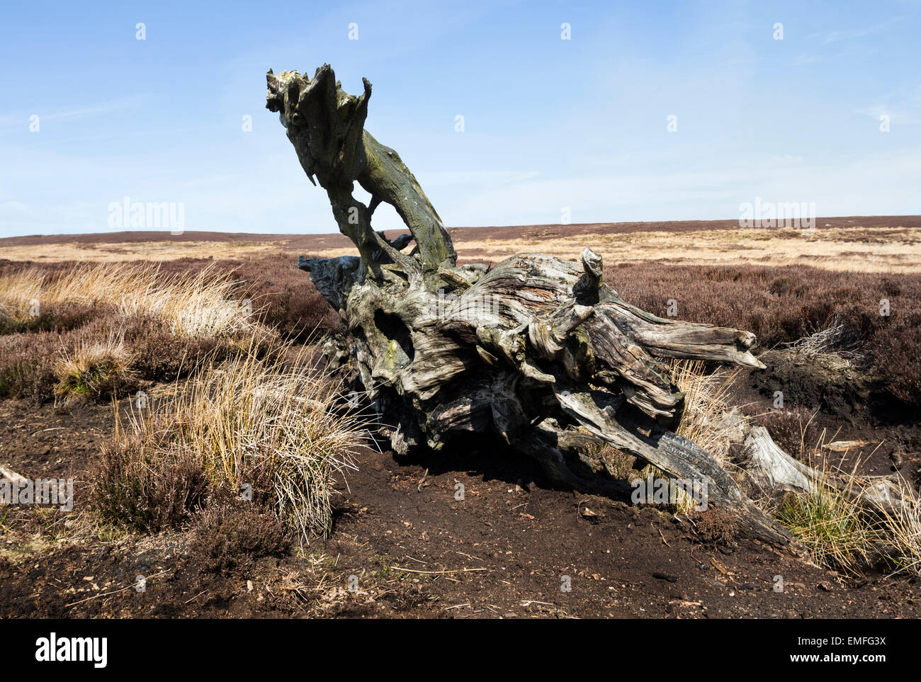 Alten Baumstümpfe Reste des alten Waldes, die einst den Norden Pennine Hills im County Durham England UK bedeckte Stockfoto