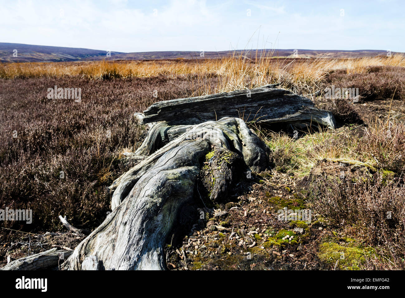 Alten Baumstümpfe Reste des alten Waldes, die einst den Norden Pennine Hills im County Durham England UK bedeckte Stockfoto