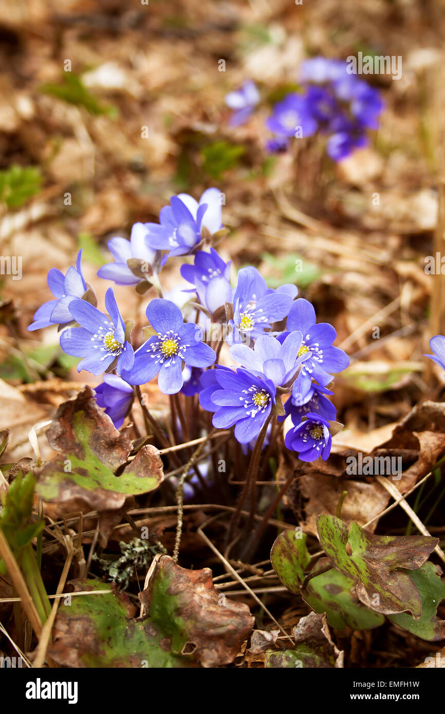 Frühlingsblumen im Wald Stockfoto