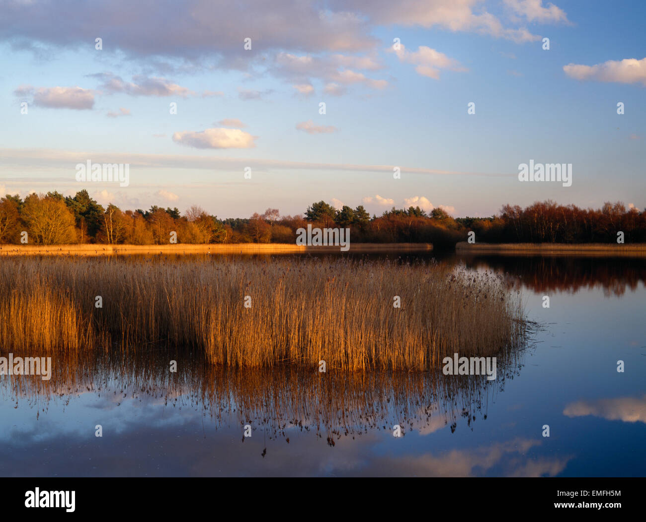 Frensham Teiche, Farnham, Surrey, im Abendlicht. Stockfoto