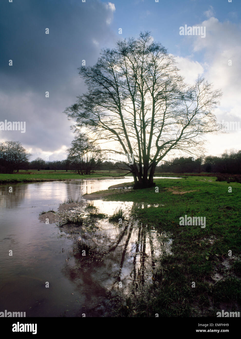 Erle Baum wächst am Ufer des Fluss Wey, auf Thundry Wiesen, Elstead, Surrey, England. Flusspegel hoch nach Starkregen. Stockfoto