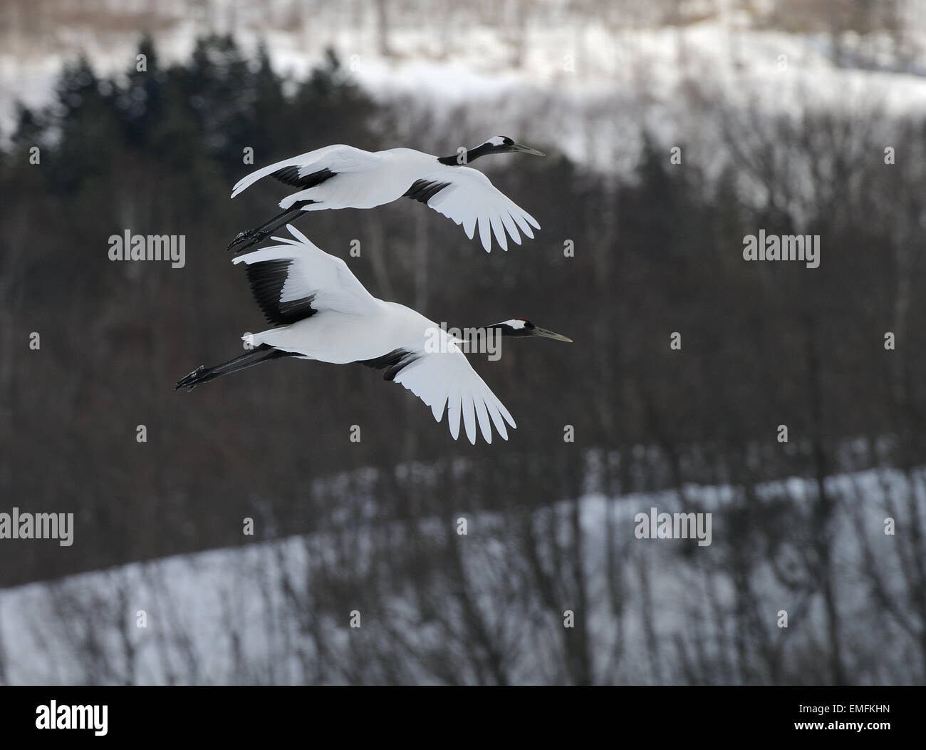 Japanische aka rot gekrönt Kraniche im Flug. Schuss in der Nähe von Kushiro im südöstlichen Teil von Hokkaido, Japan getroffen. Stockfoto