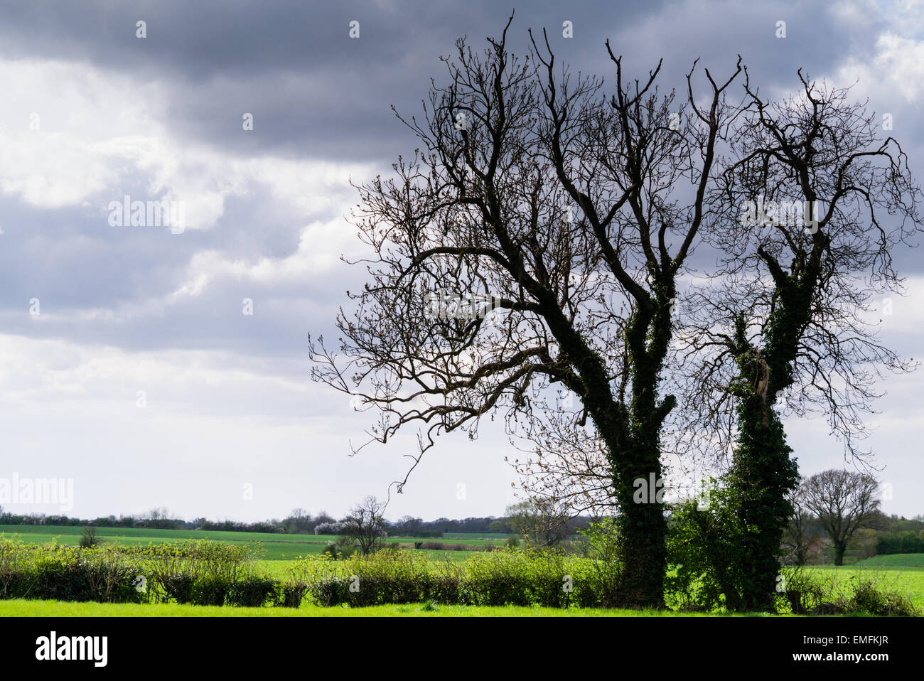 Yorkshire Landschaft - Baum Silhouetten gegen dramatischen Wolkenhimmel Stockfoto