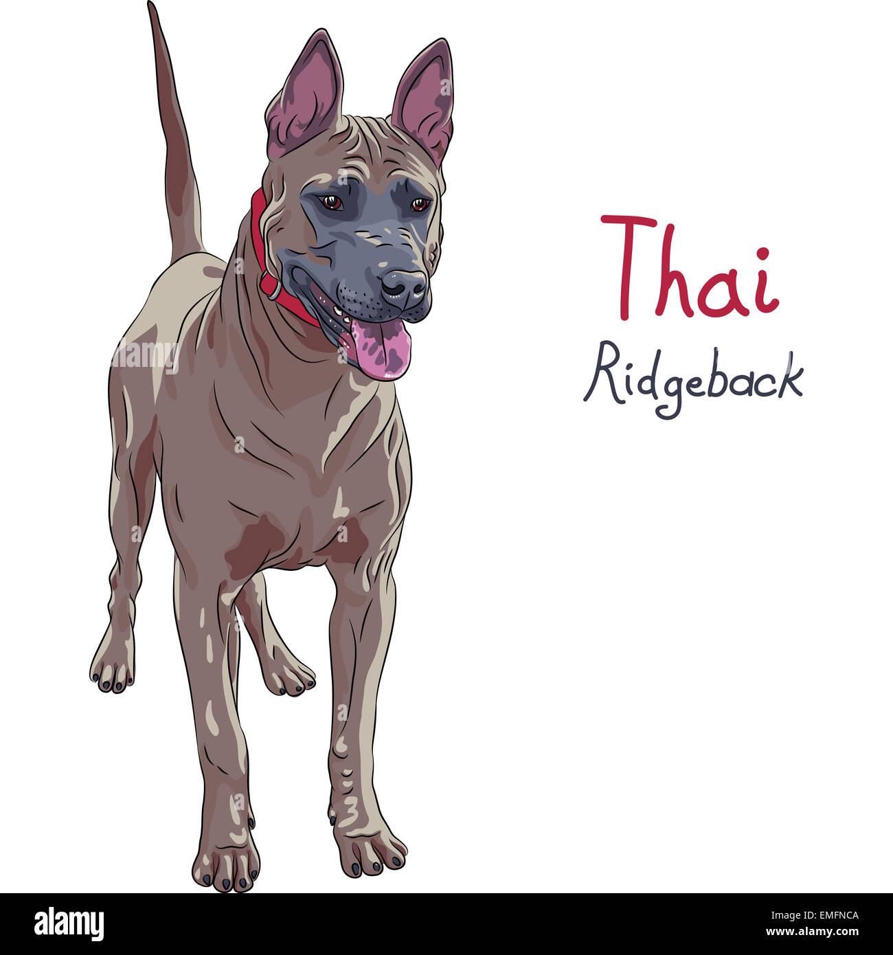 Vektor rote Thai Ridgeback Hunderasse stehen Stockfoto