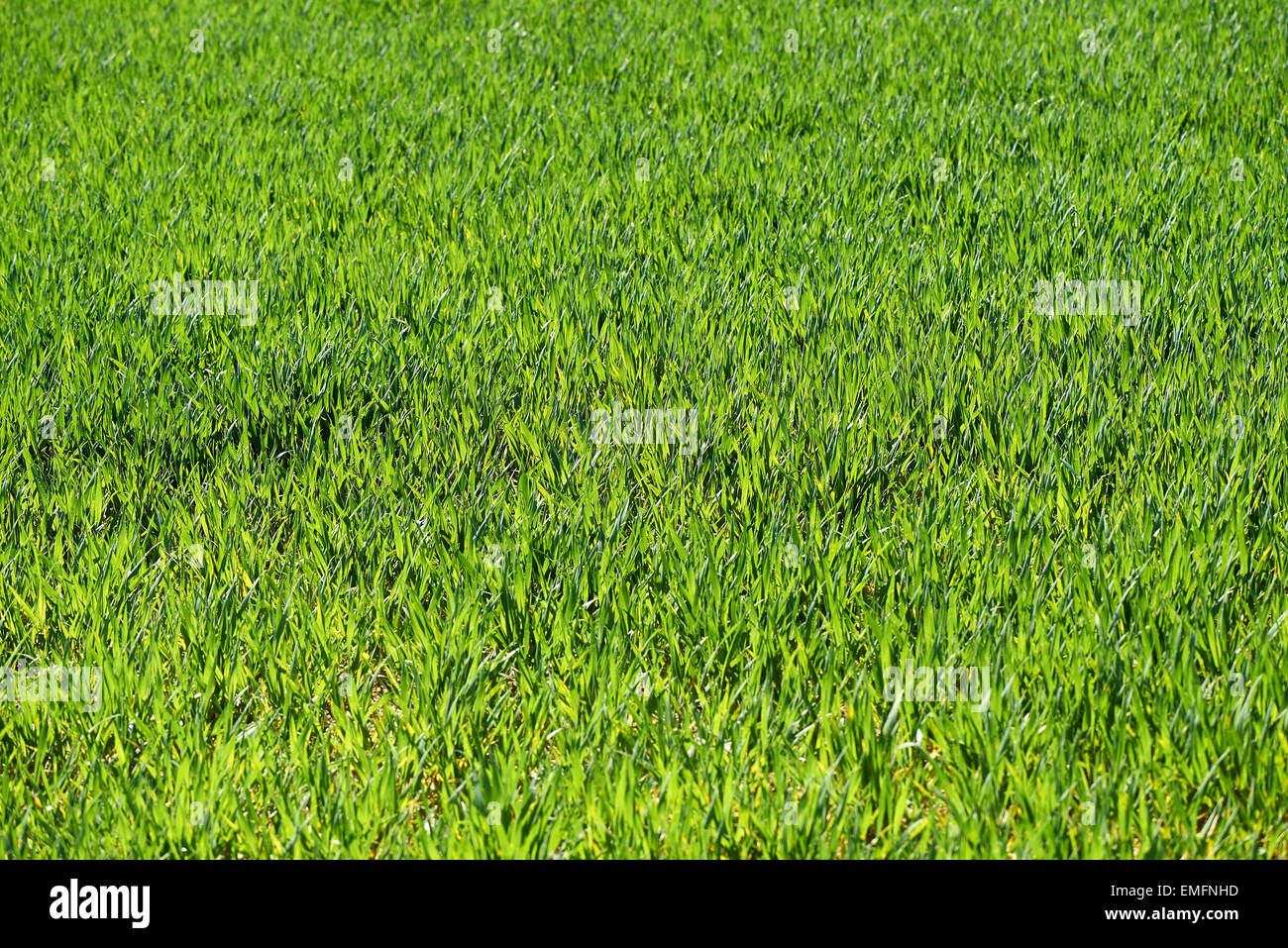 Grünen Wiese mit geringen tiefen Schwerpunkt und von oben Stockfoto