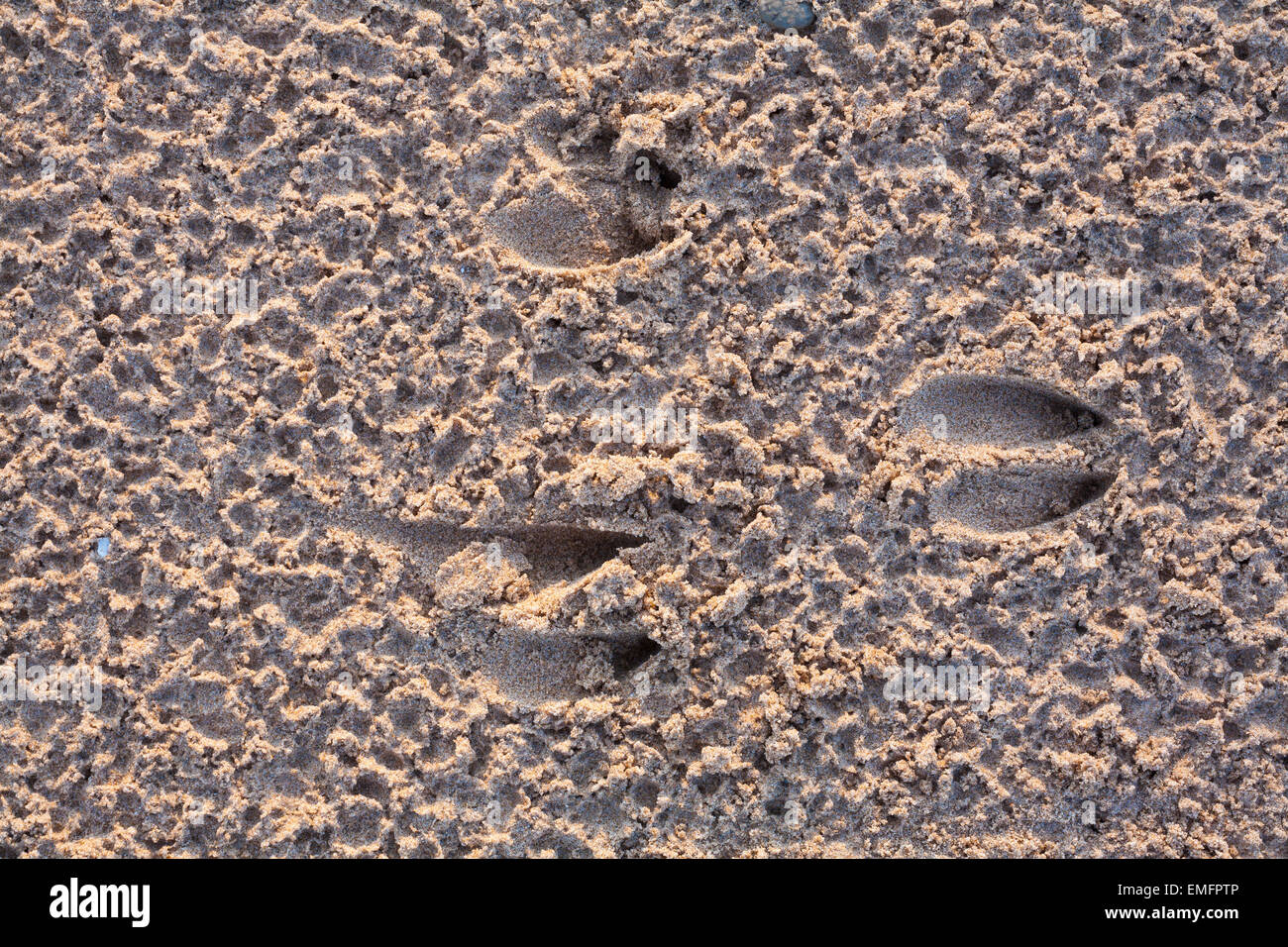 Weiß - angebundene Rotwild (Odocoileus Virginianus) Spuren im Sand. Fichtenwald Provincial Park, Ontario, Kanada. Stockfoto