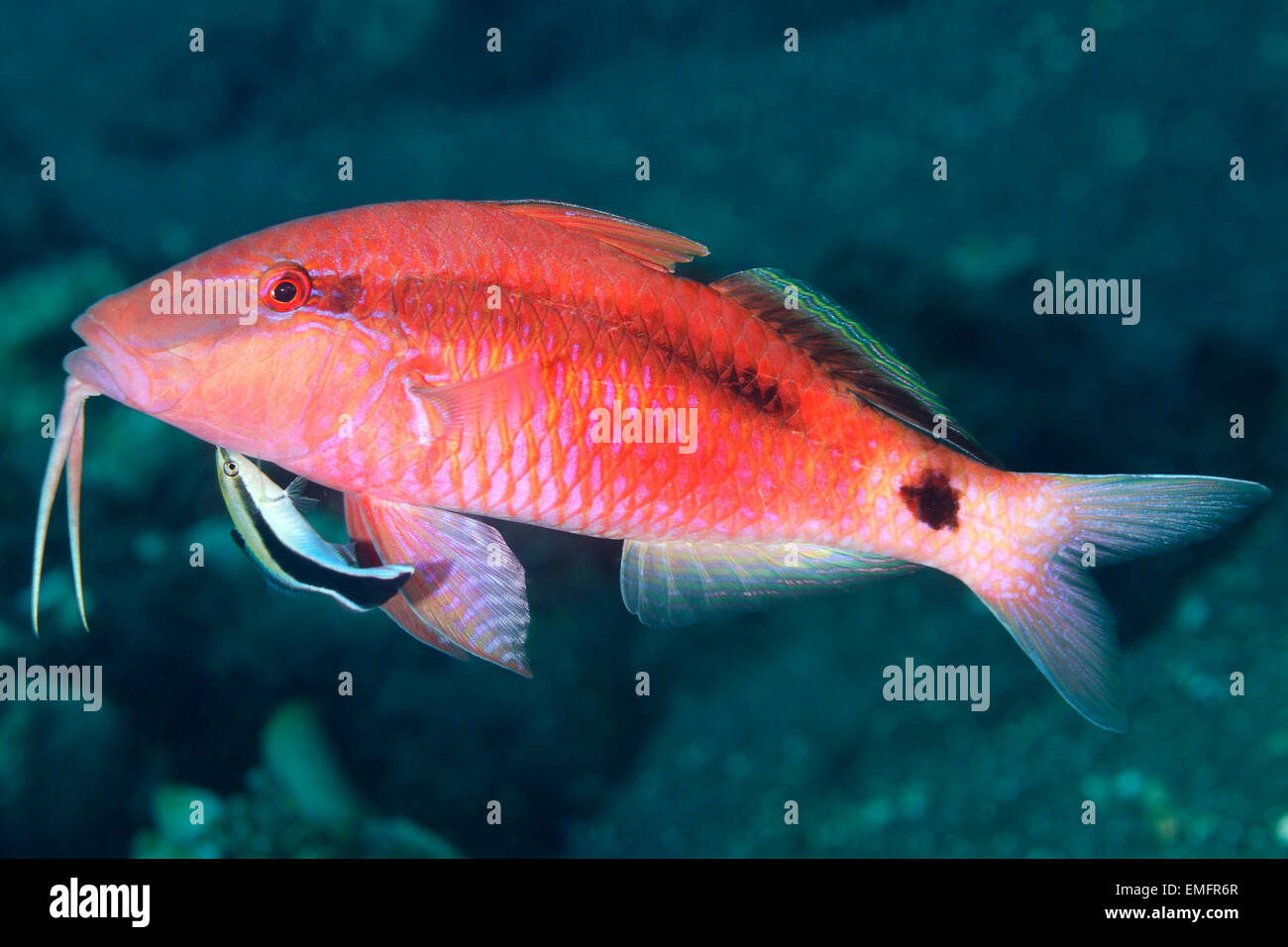 Longbarbel Ziegenfisch, Parupeneus macronemus, wird von einem Blaustreifen-Reinigerpapier, Labroides dimidiatus, gereinigt. Tulamben, Bali, Indonesien Stockfoto