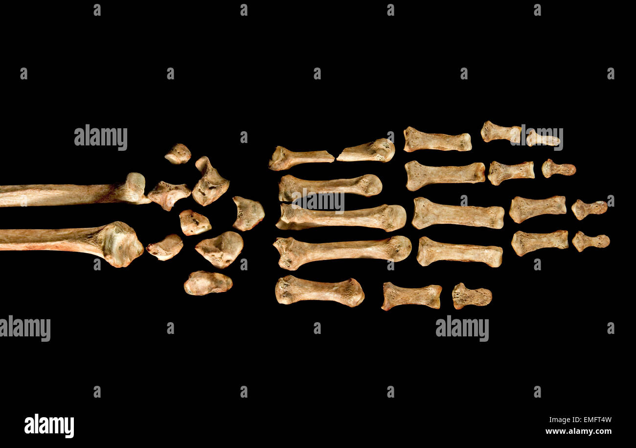 Frühgeschichte weiblichen Hand Knochen am Batujaya archäologischer Standort Karawang, West-Java, Indonesien. Stockfoto