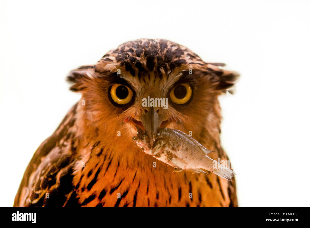 Buffy Fisch-Eule im Ragunan Zoo in Jakarta. Stockfoto