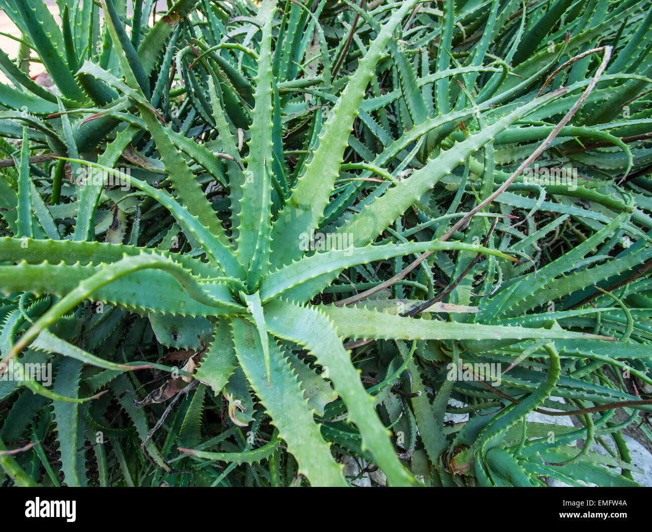 Aloe vera -Fotos und -Bildmaterial in hoher Auflsung  Alamy