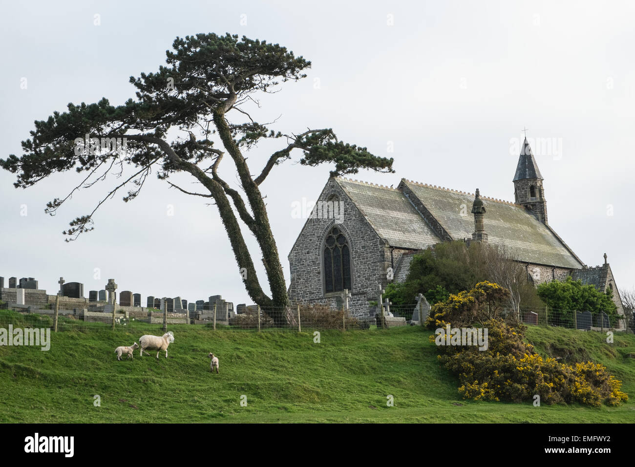 Schafe und Lämmer in der St. Matthäus Kirche, Borth, in der Nähe von Aberystwyth, Ceredigion, Mid Wales Stockfoto